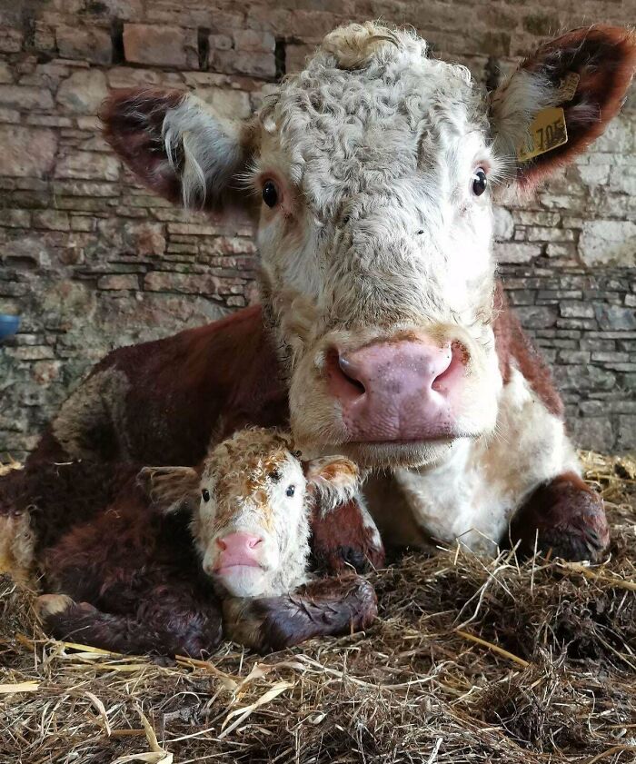 Adorable cow and calf resting on hay in a rustic barn, showcasing cute and heartwarming animal pics.