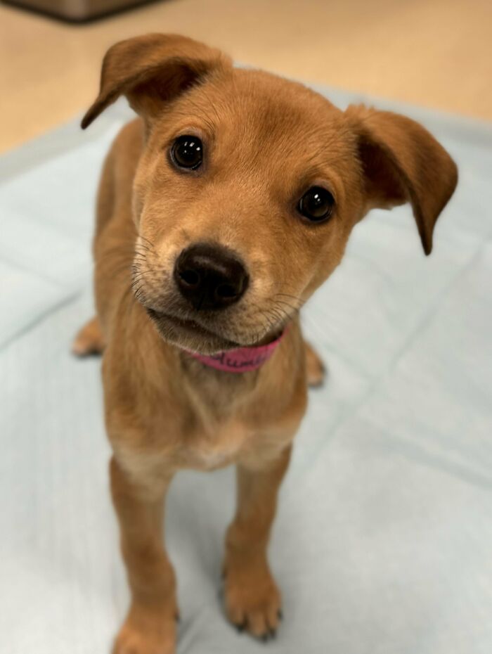 Cute brown puppy looking up with big eyes, one ear flopped, sitting on a light blue pad, cutest dogs ever.
