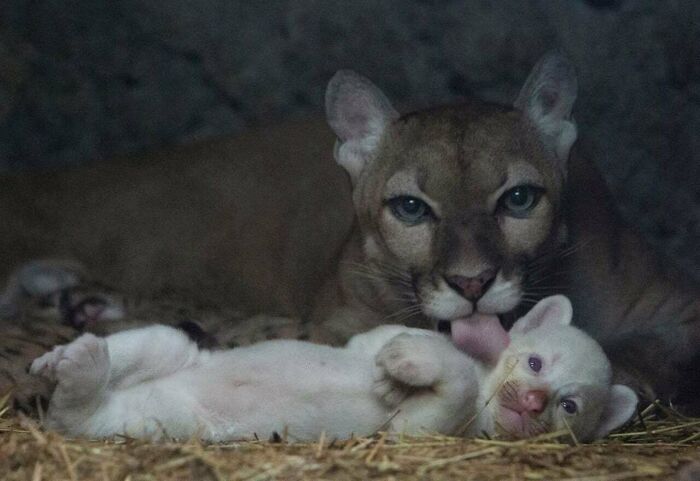 Adult cougar grooming a white cougar cub lying on hay, showcasing adorable animal pics that brighten your mood.