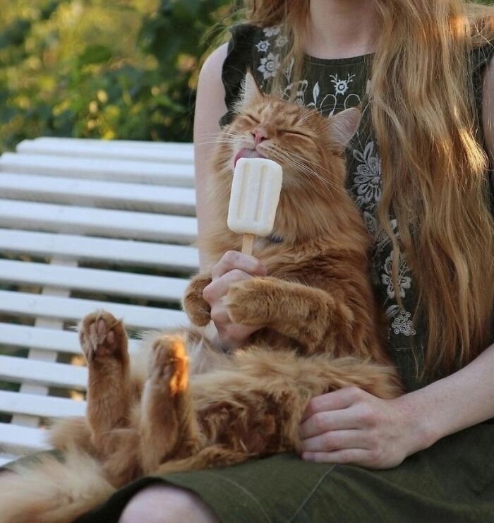 Ginger cat licking a popsicle while sitting relaxed on person's lap, showcasing one of the cutest cats ever.