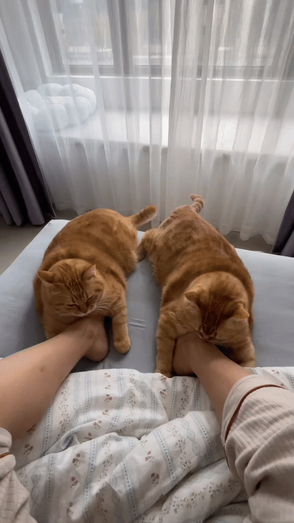 Two adorable ginger cats resting paws on a person's feet on a cozy bed, showcasing cutest cats ever to melt your heart.
