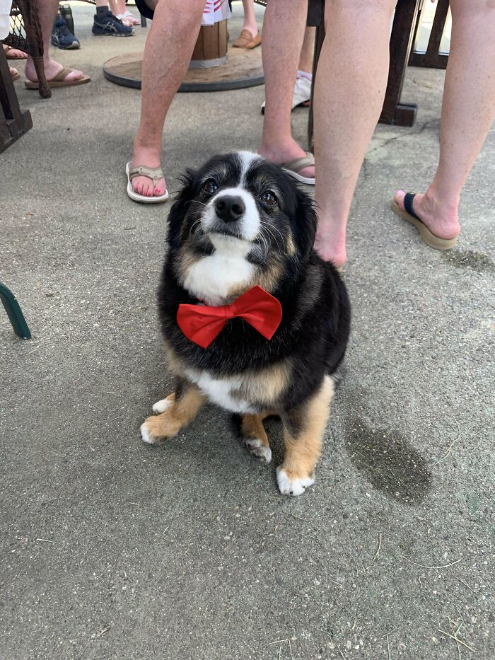 Small fluffy dog with black and tan fur wearing a red bow tie, surrounded by people’s legs outdoors on gravel.