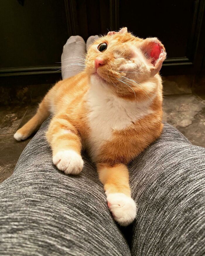 Orange and white one-eyed cat resting on a person's legs, showcasing one of the cutest cats to melt your heart.