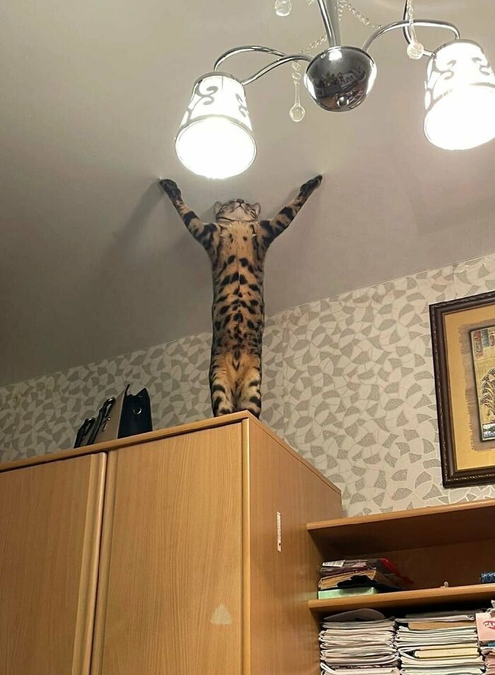 Tabby cat standing tall with paws stretched toward ceiling light on top of wooden cabinet, showcasing cutest cats ever charm.