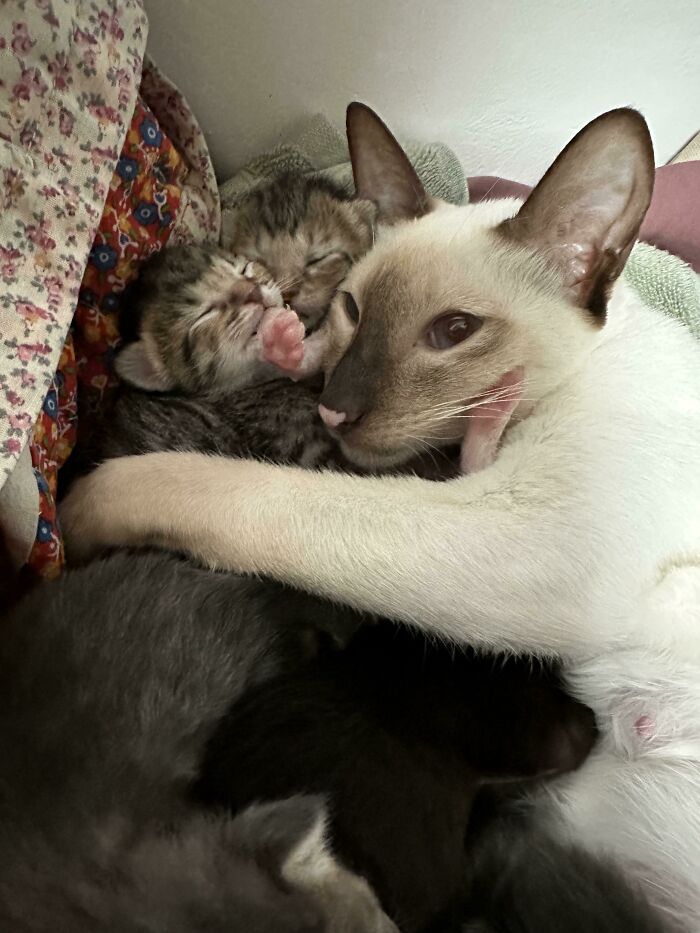 Siamese cat cuddling with two tiny tabby kittens on a cozy blanket, showcasing the cutest cats to melt your heart.