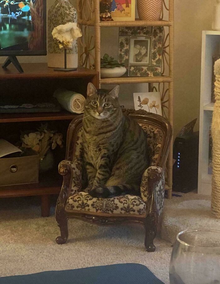 Tabby cat sitting on a vintage ornate chair in a cozy living room, one of the cutest cats ever to melt your heart.