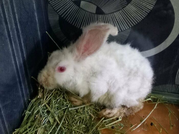 Fluffy white rabbit with pink eyes resting on hay, showcasing one of the funniest animals being their hilarious selves.