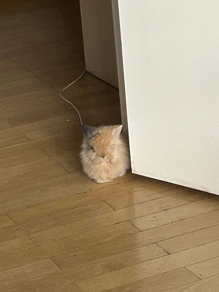 Fluffy cat blending in with wooden floor, showcasing animals being their hilarious selves in a cozy indoor setting.