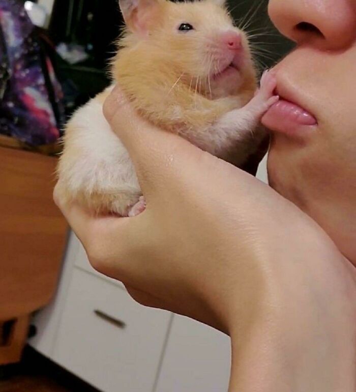 Close-up of a hamster being held gently, playfully touching a person's lips in a hilarious animal moment.