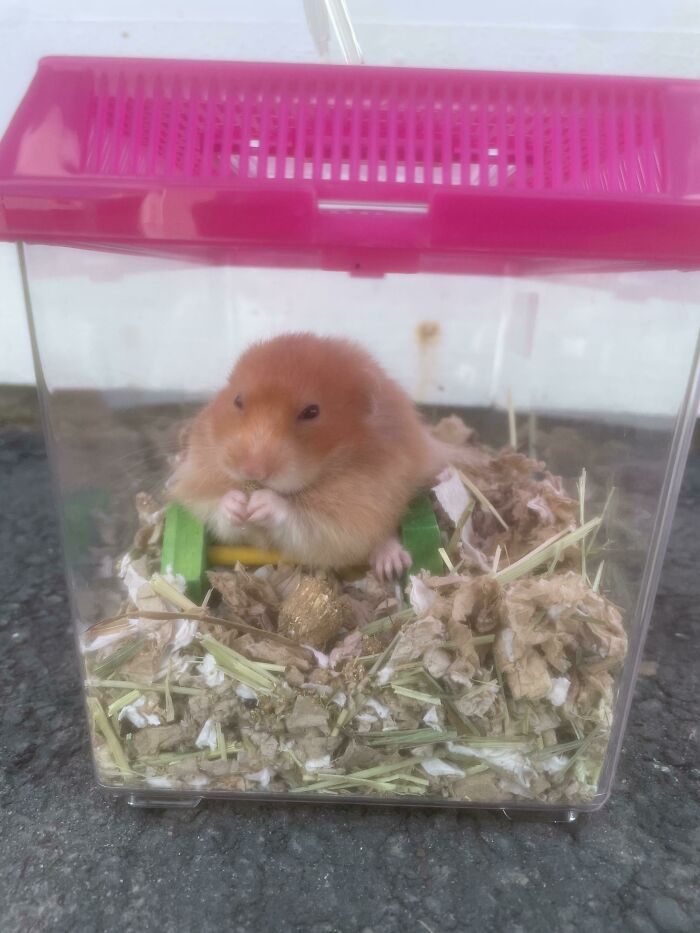 Cute hamster inside a small cage with bedding, showcasing animals being their hilarious selves in a cozy setting.