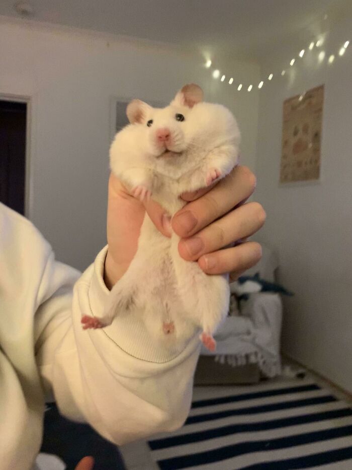 Cute hamster being held showing funny cheeks, one of the hilarious animals brightening your day with funny moments