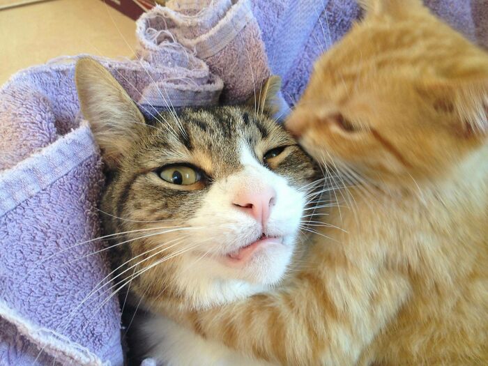 My Girlfriend Got A New Kitten. The Resident Cat Is Not Amused