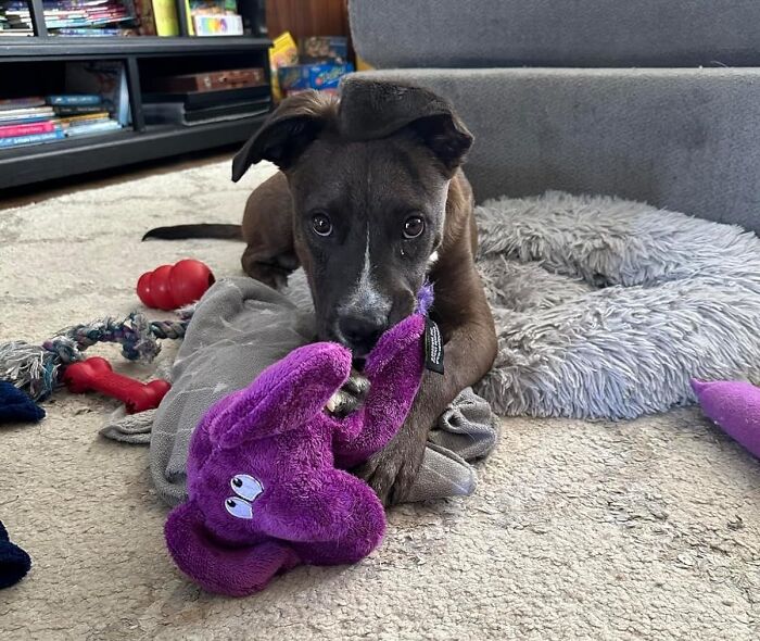 Puppy playing with purple plush toy on carpet surrounded by pet accessories and household items, life hacks for pet care.