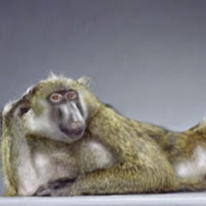 jenniferschiff avatar