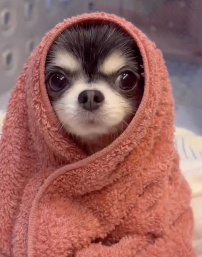Small dog wrapped snugly in a soft towel, showcasing one of the cutest dogs ever with big expressive eyes.