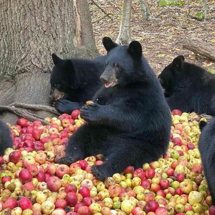 Black bears sitting among a large pile of apples, showcasing animals being their hilarious selves in a natural forest setting.