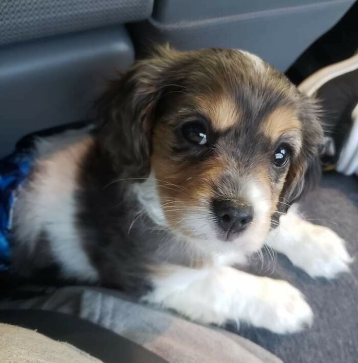Adorable puppy with soft fur and expressive eyes resting comfortably, showcasing one of the cutest dogs ever.