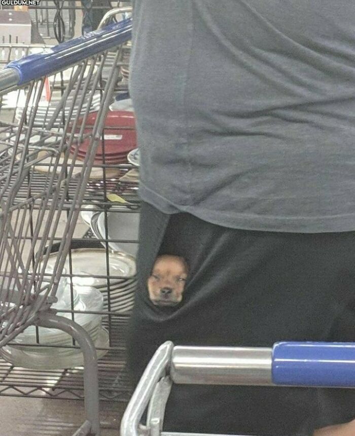 Small dog peeking out of a pocket next to shopping carts, showcasing one of the cutest dogs ever in a casual setting.