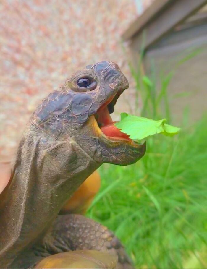 Turtle eating a green leaf, showcasing animals being their hilarious selves in a close-up nature setting.