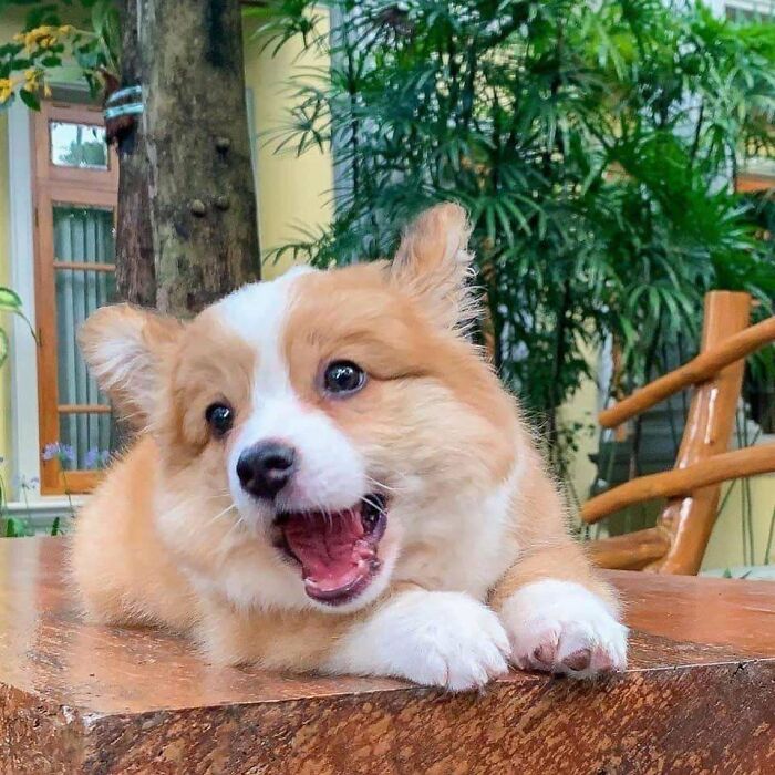 Adorable fluffy puppy with white and tan fur lying down, showing one ear up, capturing some of the cutest dogs ever.