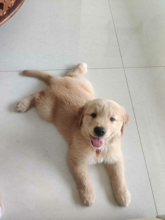 Golden retriever puppy lying on the floor with a happy expression, one of the cutest dogs ever.