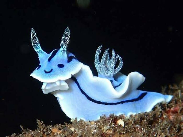Close-up of an adorable blue sea slug with horn-like appendages on ocean floor, showcasing unique animal pics to brighten your mood.