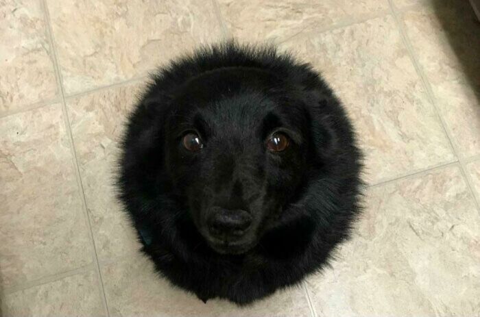 Black dog curled up in a circle on tiled floor, showcasing one of the cutest dogs ever with a fluffy coat.