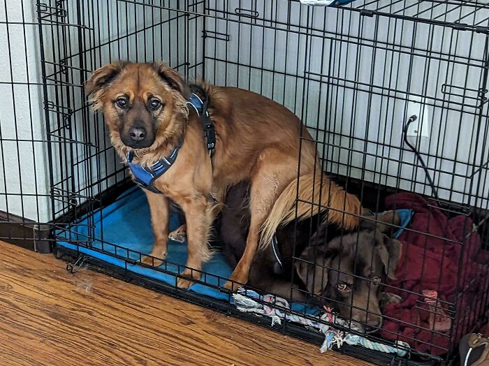 My Dog, Rocket, Literally Sitting On My Other Dog, Bones