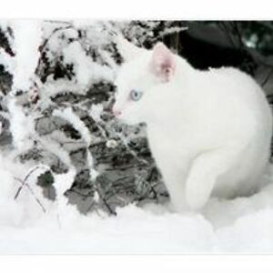 sterlingqueenmo avatar