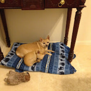 ireneschiller avatar