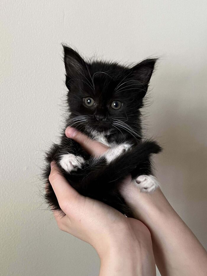 Small black and white kitten with bright eyes being gently held in hands, showcasing cutest cats to melt your heart.