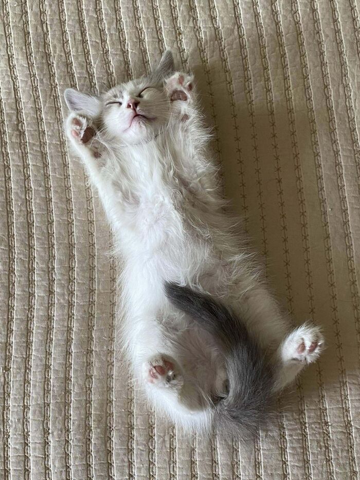 Fluffy white and gray kitten lying on its back with paws raised, showing the cutest cats to melt your heart.