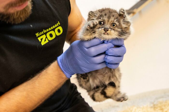 Man wearing blue gloves gently holding one of the cutest cats with fluffy fur and wide eyes at a zoo facility.