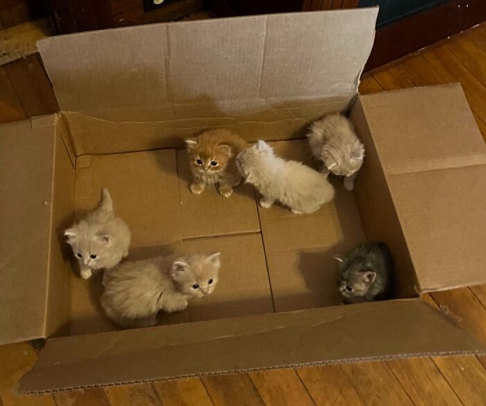 Six adorable fluffy kittens of different colors sitting inside a cardboard box, showcasing cute cats to melt your heart.