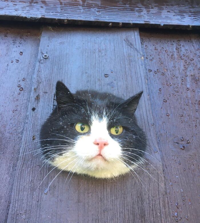 My Neighbor's Cat Just Got Stuck In My Garage