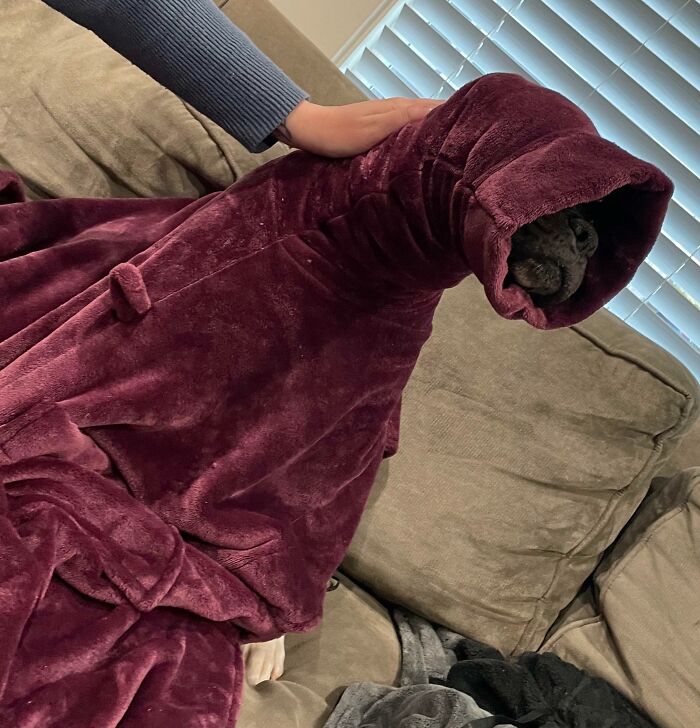 My Dog Got Her Head Stuck In The Sleeve Of My Robe