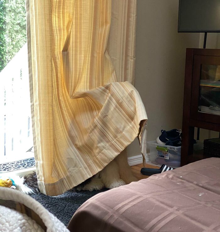 She Was Very Mad That I Wouldn’t Let Her Go Outside To Bark At The Construction Workers