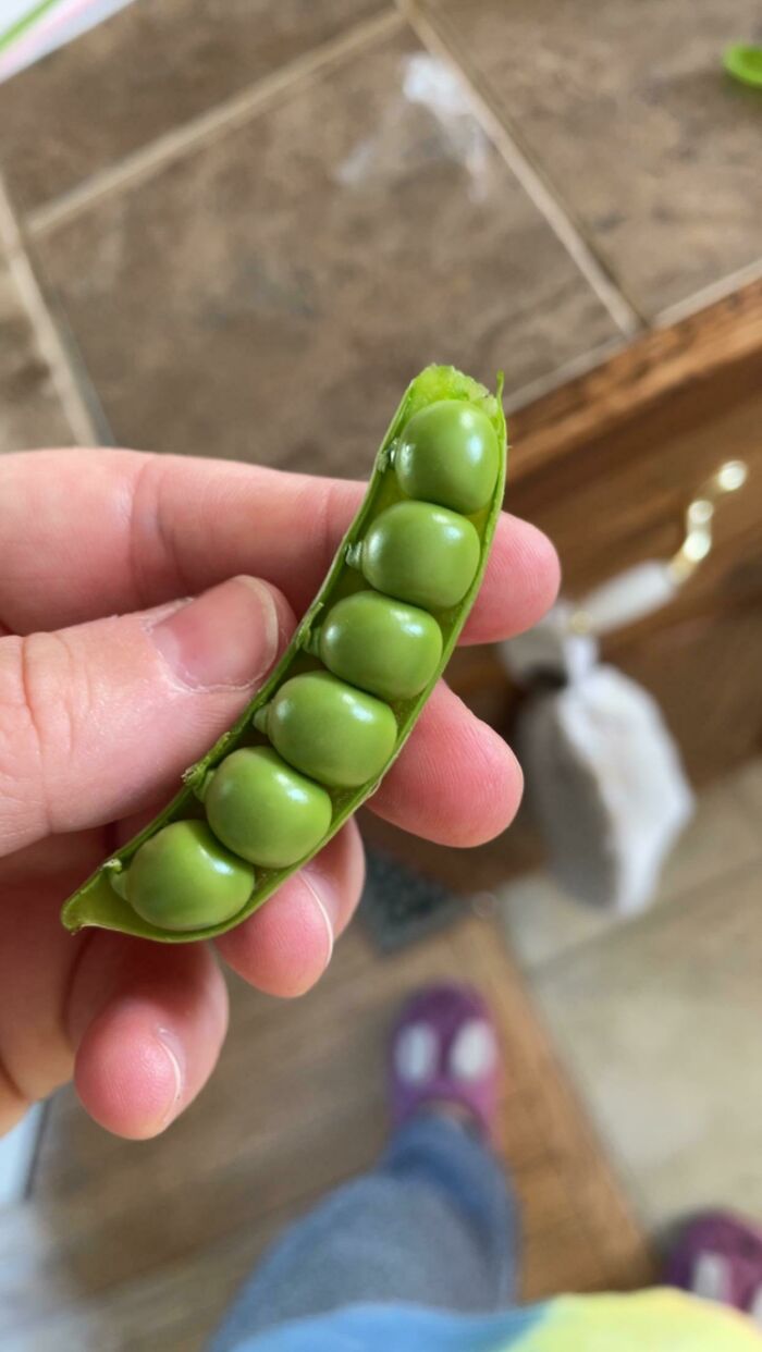 The Perfect Pea