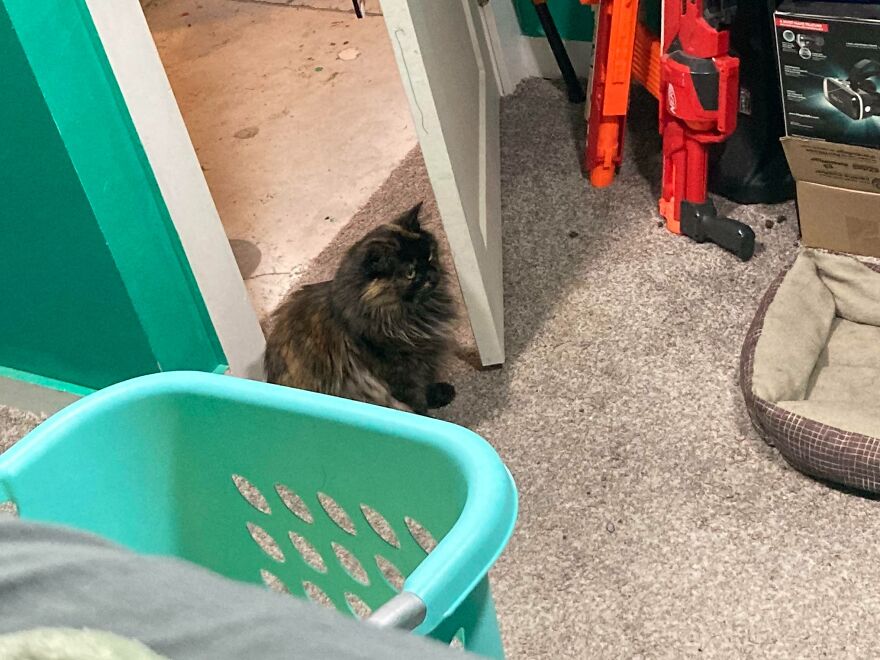 Mi gato ha traido un ratón vivo y lo ha perdido en mi cuarto. Otra vez