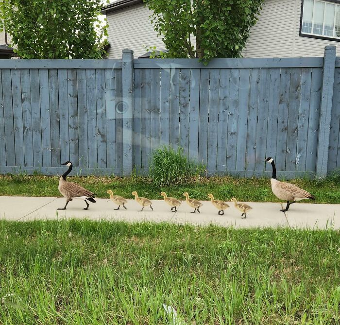 Paseo matutino por el vecindario