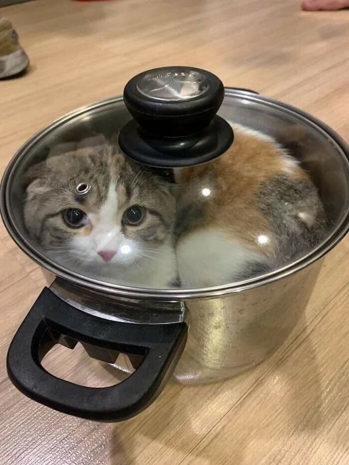 Cursed_pot