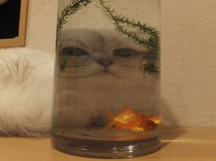 Cursed_fishtank