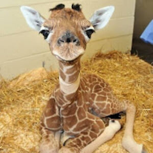 nathalielenoble avatar