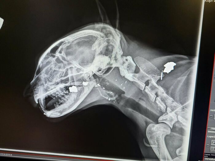 Metal Objects (Largest 10mm) Found In Friends Cat