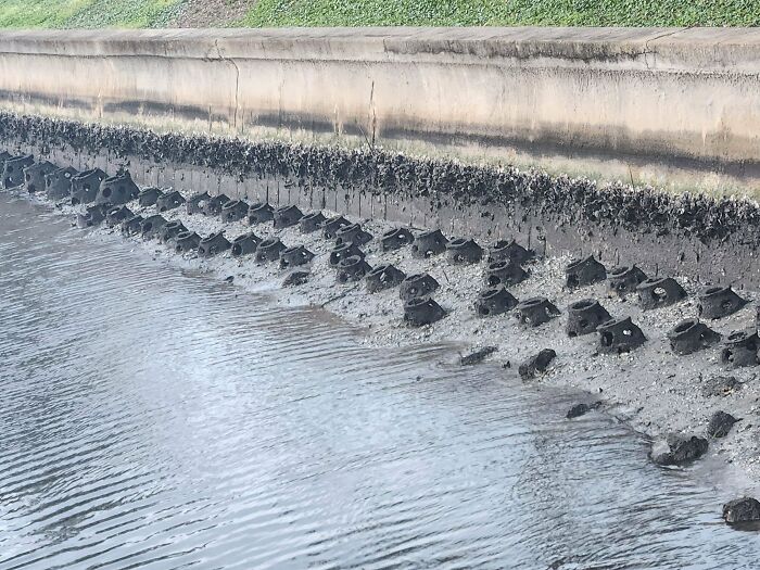 Rows of mysterious black objects embedded in muddy bank near water, sparking curiosity about what is this thing.