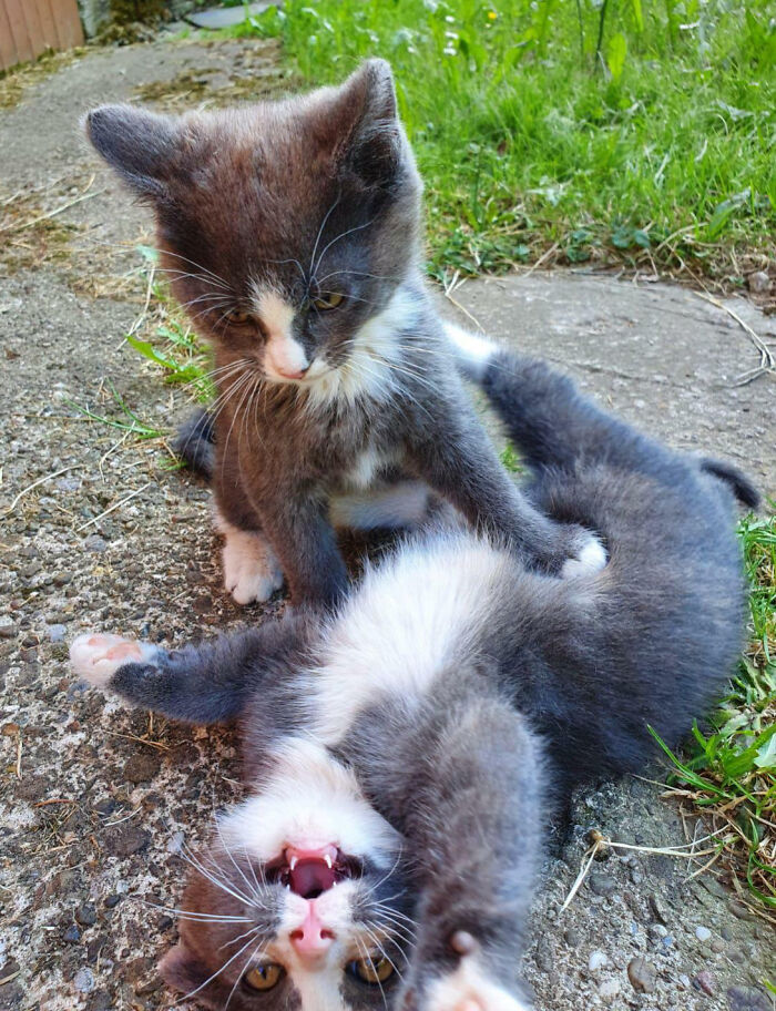 Fighting Siblings