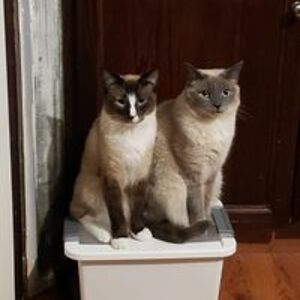 tribulation_br avatar