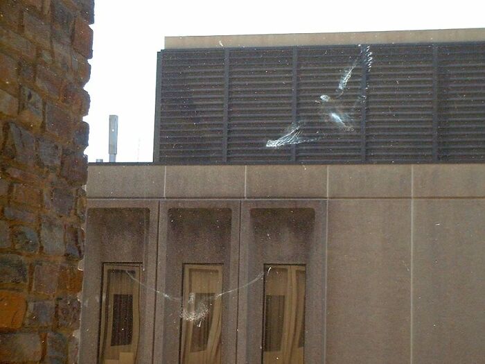 Ghostly Imprints Of Pigeons That Flew Into The Window Where I Work