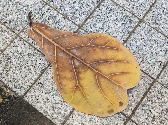 This Dry Leaf Looks Like A Pear