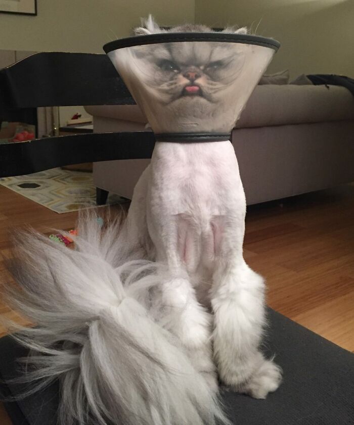 Albert Got An Owie. Albert Got Shaved And Had To Put On The Cone Of Shame. Albert Is Not Having The Best Day